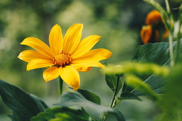Mexican sunflower