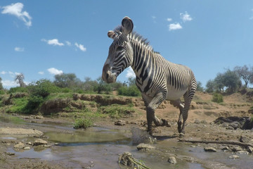 Obraz na płótnie Canvas Grevy's Zebra