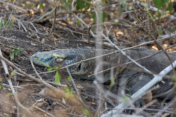 Naklejka premium Komodowaran (Varanus komodoensis)