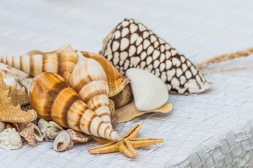 conchiglie con stella di mare