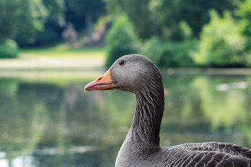 Duck Neck