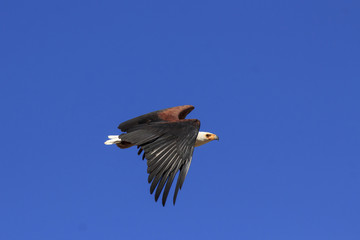 African Fish Eagle in flight