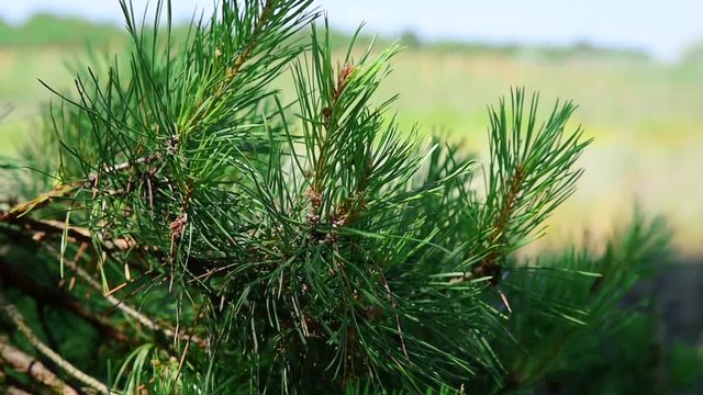 Branch of a pine tree on a blurred background of a green landscape on a summer day