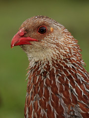 Jackson's Francolin (Spurfowl). Gamebird species from Aberdares Mountains in Kenya