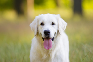 golden retriever dog