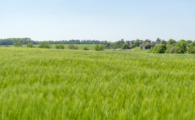 Obraz premium rural springtime scenery