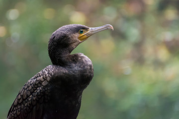 Cormorano