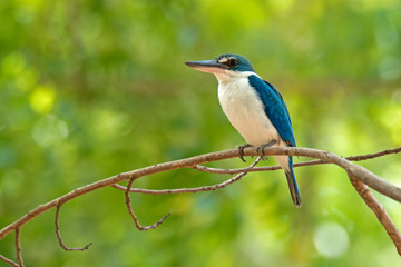 Collared kingfisher, White-collared kingfisher, Mangrove kingfisher (Todiramphus chloris) resident bird in Thailand.