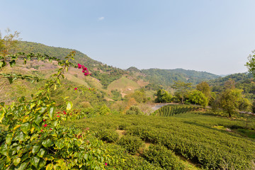 Beautiful mountains around Chiang Rai