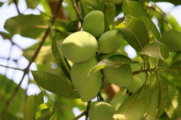 Mangoes on a mango tree on Ukulhas, Maldives