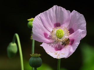 Fototapeta premium Mohn (Papaver somniferum) mit Bienen