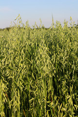 Oat against the background of the field.