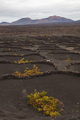 Famous traditional vineyard on black volcanic soil in La Geria area on Lanzarote island, Canary Islands, Spain