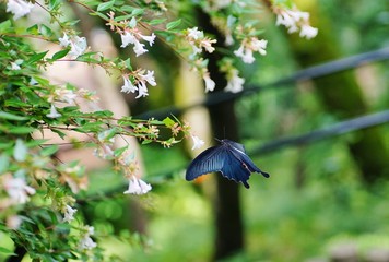 Obraz premium Black Ageha