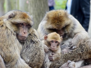 makak familie fressen schlafen existieren affe