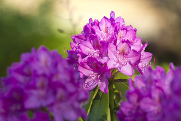 Obraz premium Blühender lila Rhododendron 