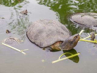Fototapeta premium Turtle in the pool in thailand.