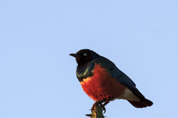 Superb Glossy Starling bird