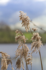 Schilf am See