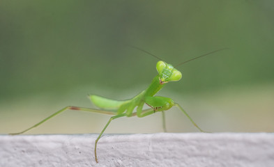 Closeup macro of green grasshopper looking into the camera isolated over blurred background
