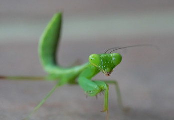 Closeup macro of green grasshopper looking into the camera isolated over gray blurred background