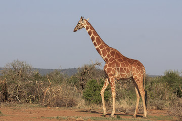 Giraffe