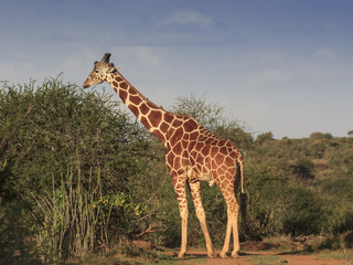 Giraffe