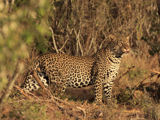 Naklejka na ściany i meble Leopard. Wild male Leopard in East Africa