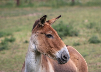 Kulan , also known as the Transcaspian wild ass. Wild life animal. Equus hemionus kulan.