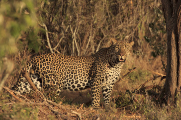 Leopard. Wild male Leopard in East Africa