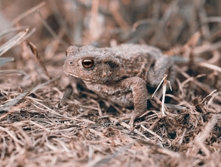 Kröte