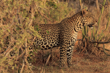 Obraz na płótnie Canvas Leopard. Wild male Leopard in East Africa