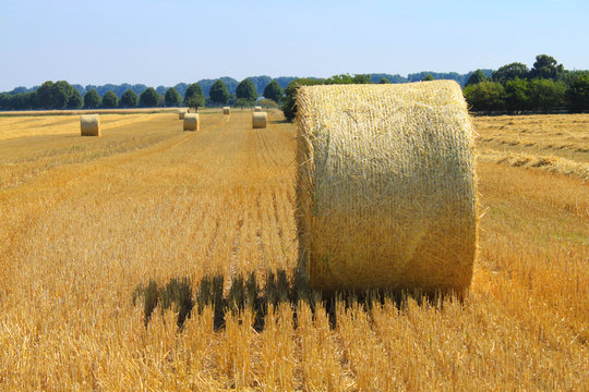 ferm field