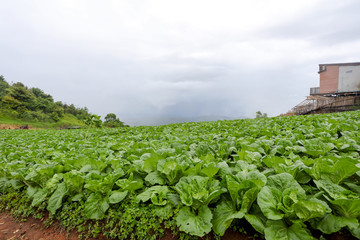 Fototapeta na wymiar Cabbage farm on the mountain, Wide-angle view of mountain cabbage farm