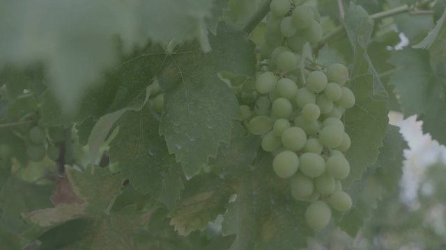 grappolo d'uva