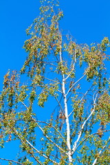ARBRE DANS CAMPAGNE