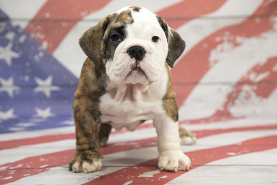 English Bulldog on American Flag background