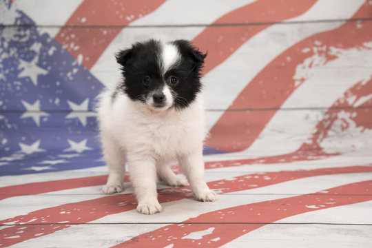 Pomeranian on American Flag background