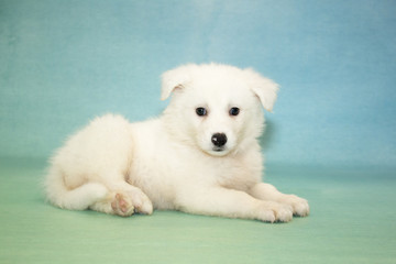 Huskimo on Blue background