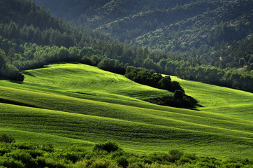 Rolling Hills and Forest