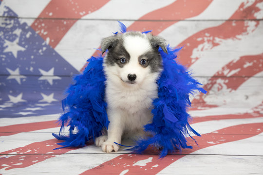 Huskimo on American flag background
