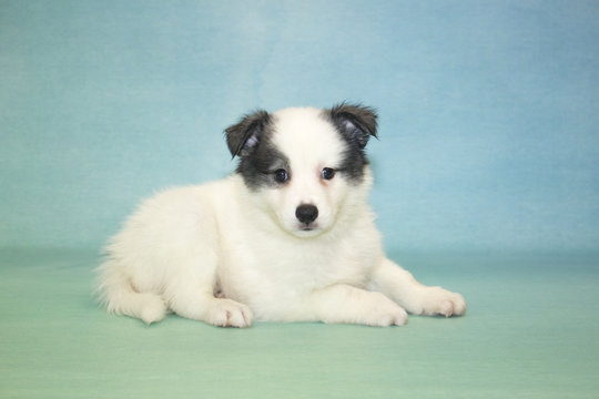 Huskimo on Blue background