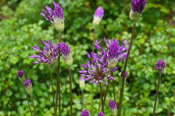 Bright violet wild flowers on green background.