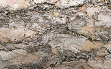 Pine tree bark texture. Natural wooden trunk texture