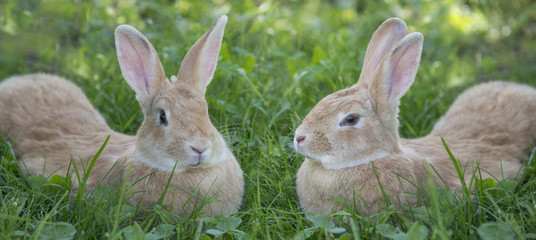 a cute rabbits resting in the garden