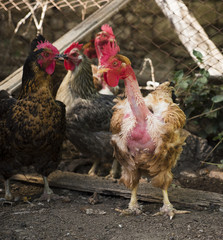galline 3