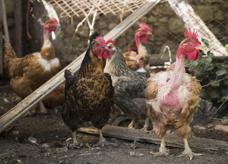 galline allineate