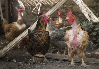 galline nel pollaio