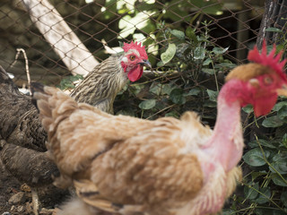 polli