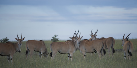 Group of common Eland (Taurotragus oryx),  standing in green grass, facing camera, one with mouth open showing teeth, with blue sky in background. Masai Mara, Kenya, Africa